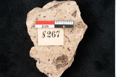 Foto (Detailansicht) von Pinus palaeostrobus Ettingshausen (NHMW-GEO-2024-0188-8267)